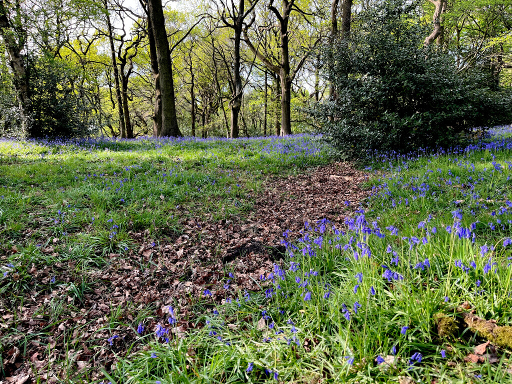 Bluebells in Woods, West Carlton, West Yorkshire